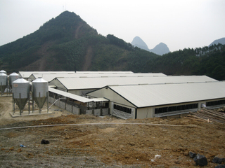 Легкая стальная конструкция свинофермы