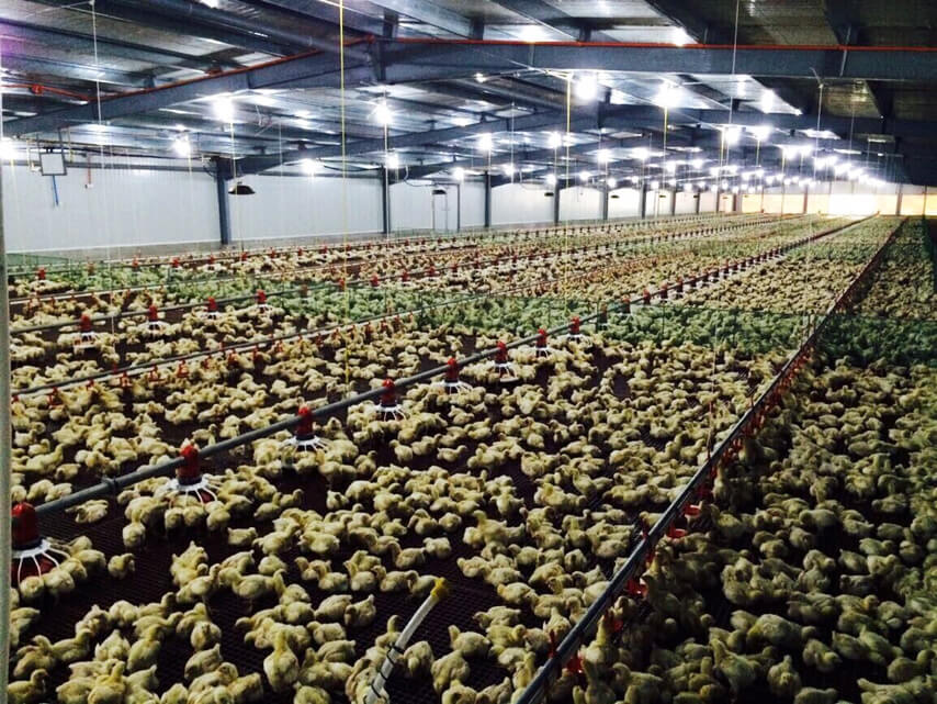 Бройлеры наземного выращивания