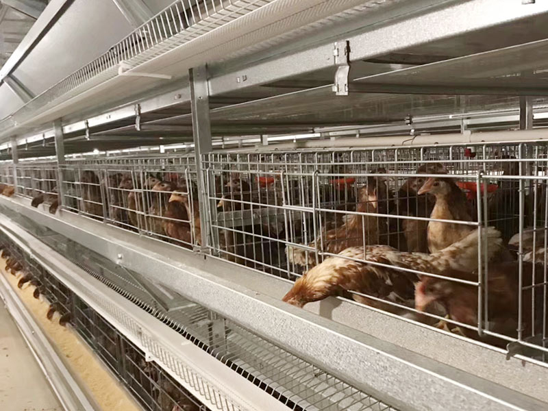 Клетка для кур-несушек типа H 