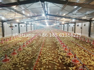  Автоматическая система кормления бройлеров