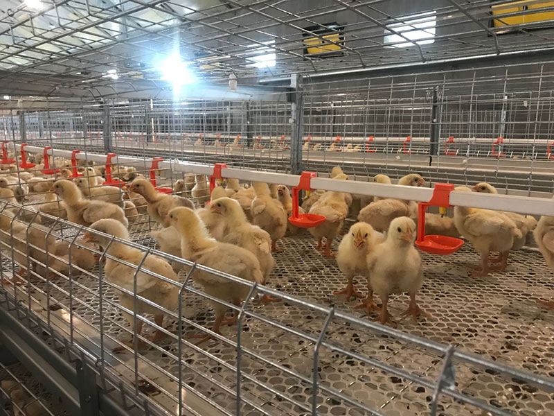 Автоматическая клетка для птицы для бройлеров 