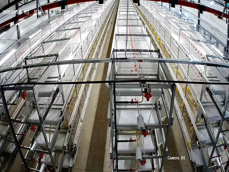 Оборудование для клеток для мясных уток 