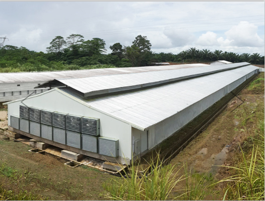 Стальная конструкция слоя курятника