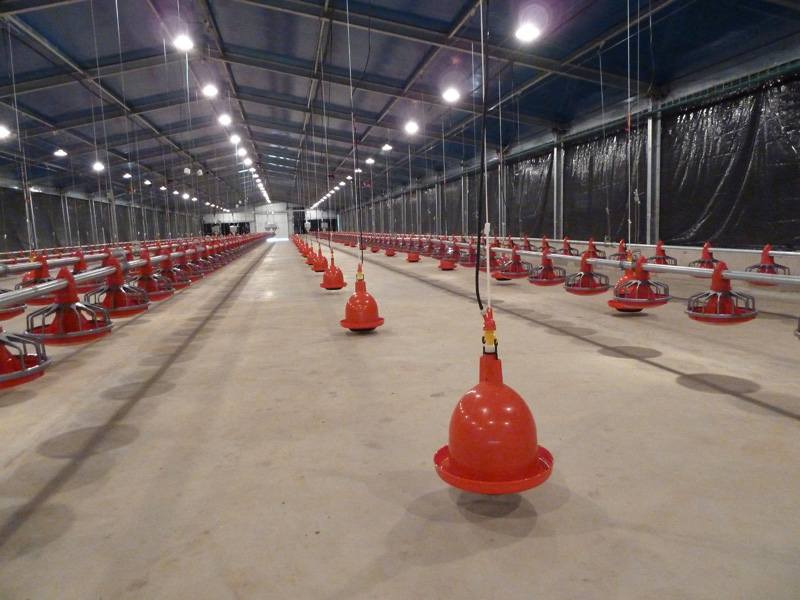 Здание куриной птицефабрики